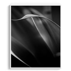 Exquisite Vibrancy Wall Art Frames