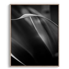 Exquisite Vibrancy Wall Art Frames