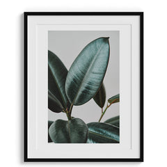 Minimal Rubber Plant Botanical Photo