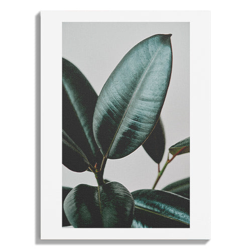 Minimal Rubber Plant Botanical Photo