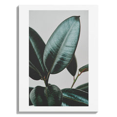 Minimal Rubber Plant Botanical Photo