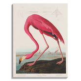 Vintage Flamingo Natural History Print