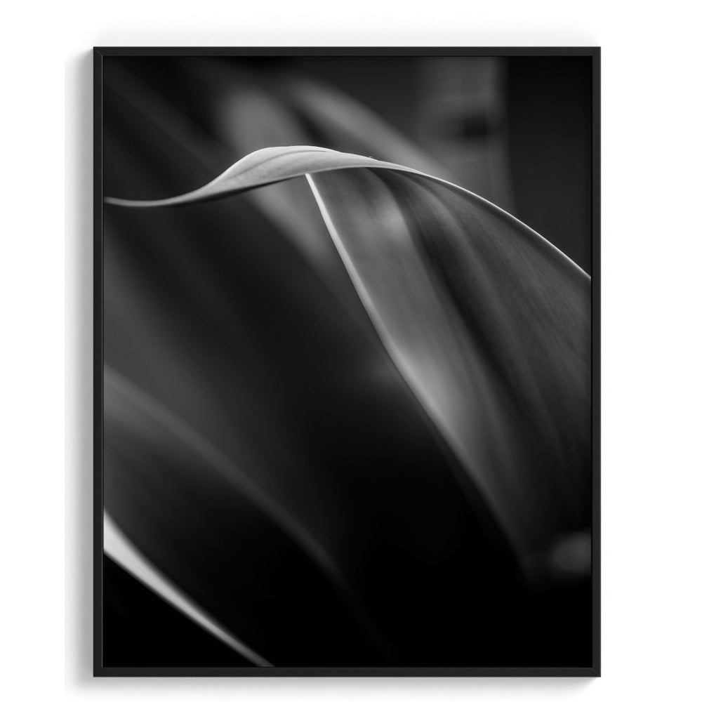 Exquisite Vibrancy Wall Art Frames