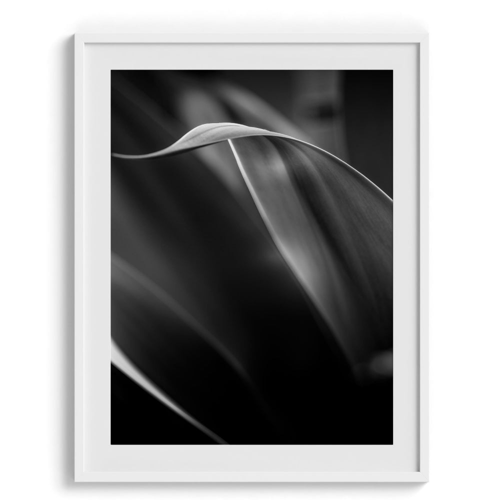 Exquisite Vibrancy Wall Art Frames