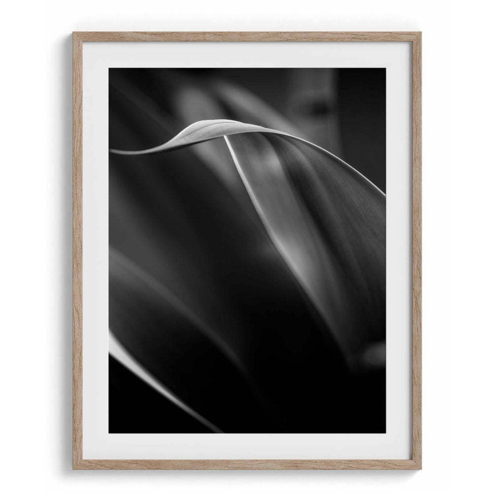 Exquisite Vibrancy Wall Art Frames