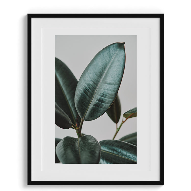 Minimal Rubber Plant Botanical Photo