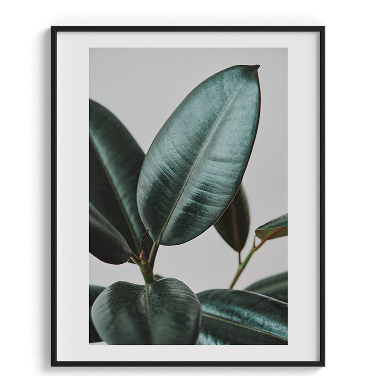 Minimal Rubber Plant Botanical Photo