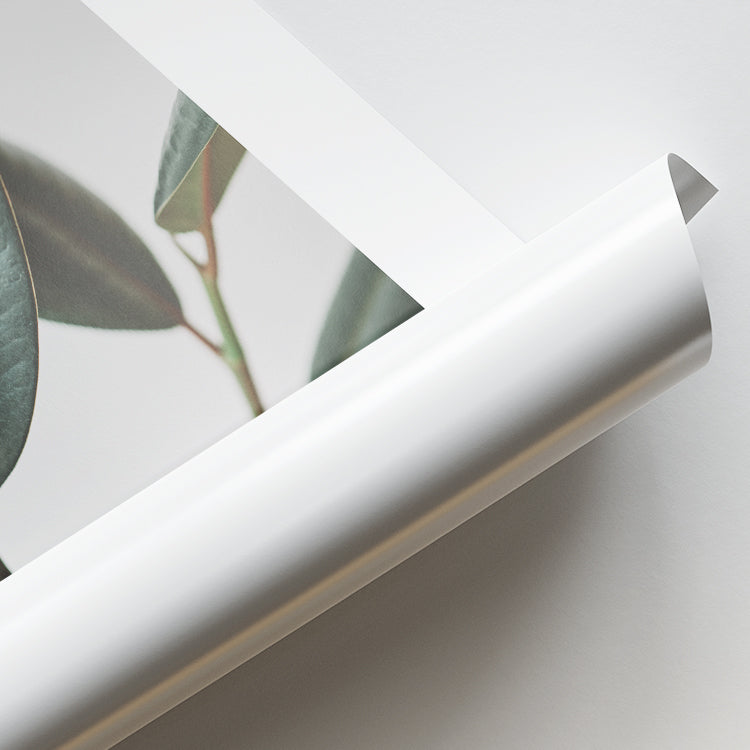 Minimal Rubber Plant Botanical Photo