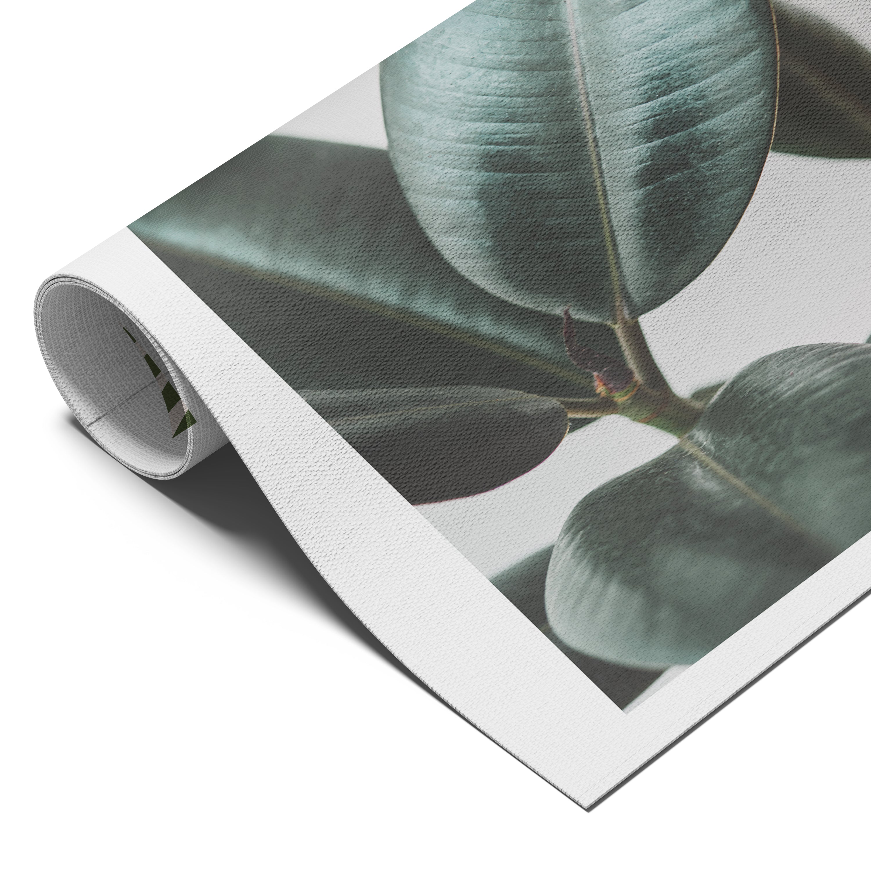Minimal Rubber Plant Botanical Photo