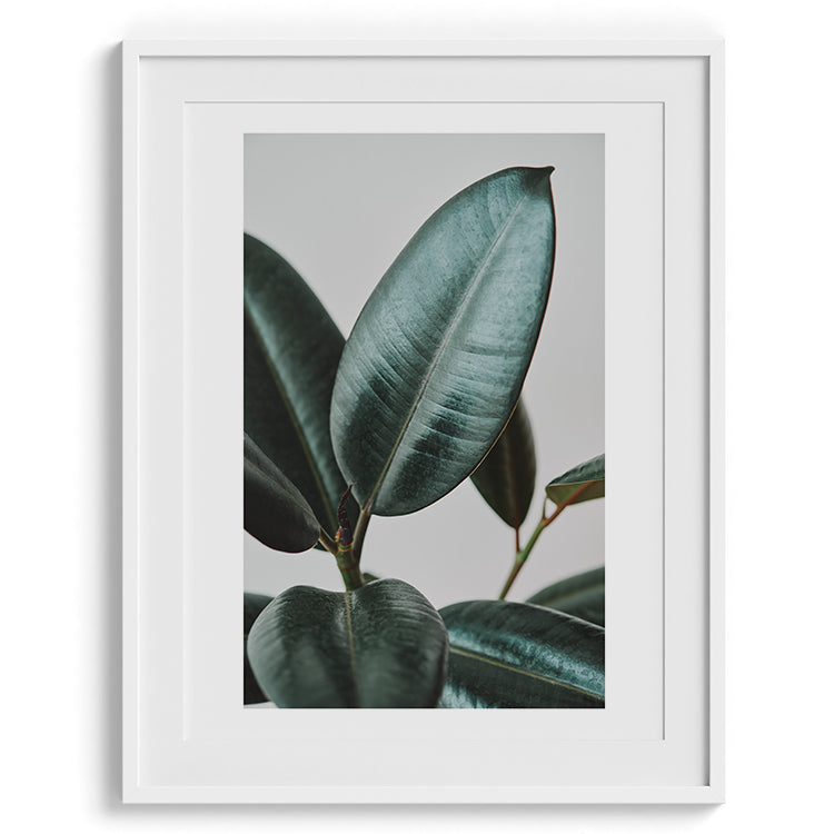 Minimal Rubber Plant Botanical Photo