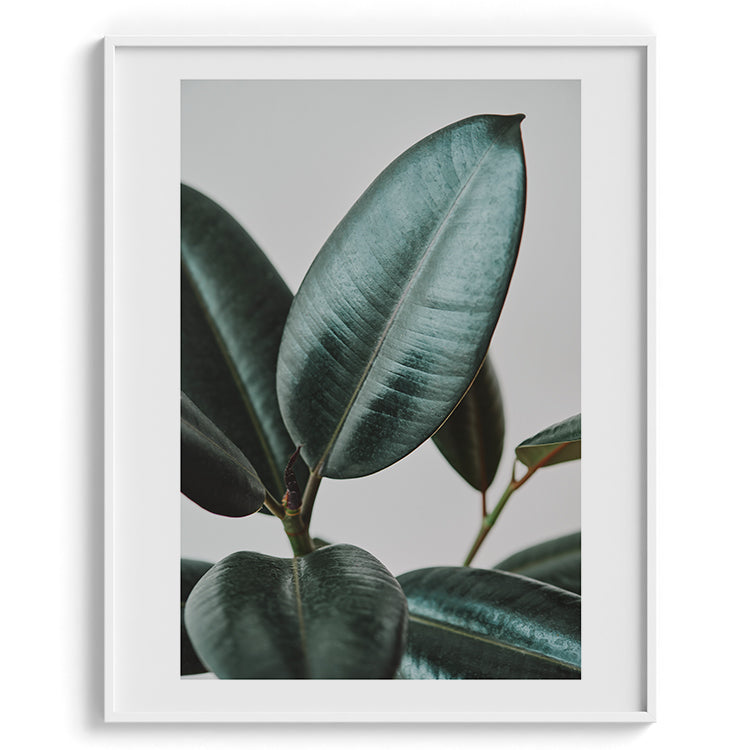 Minimal Rubber Plant Botanical Photo