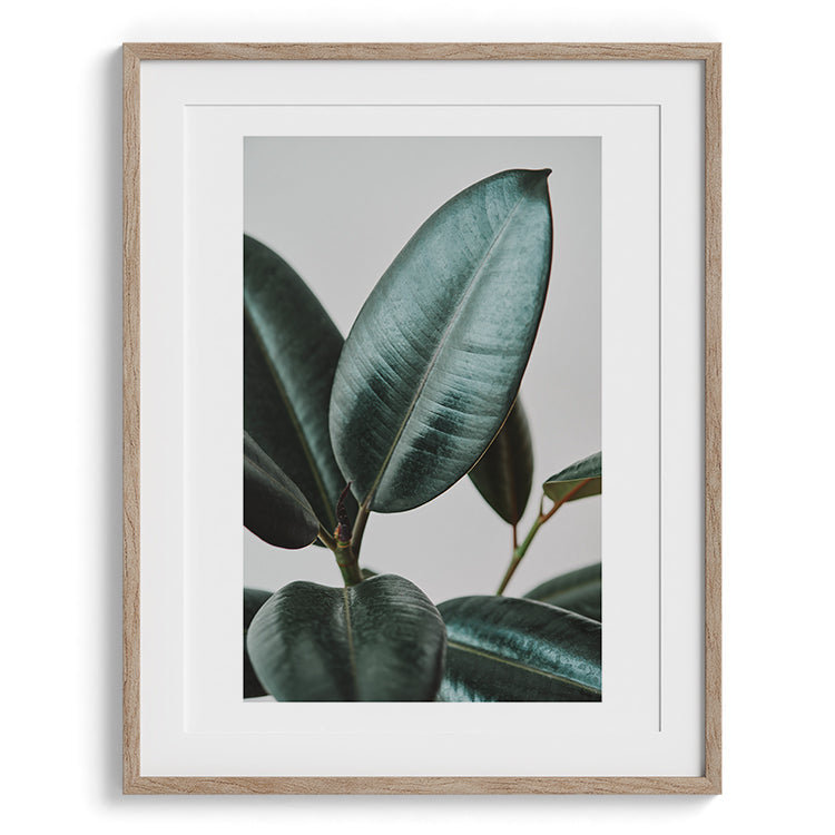 Minimal Rubber Plant Botanical Photo