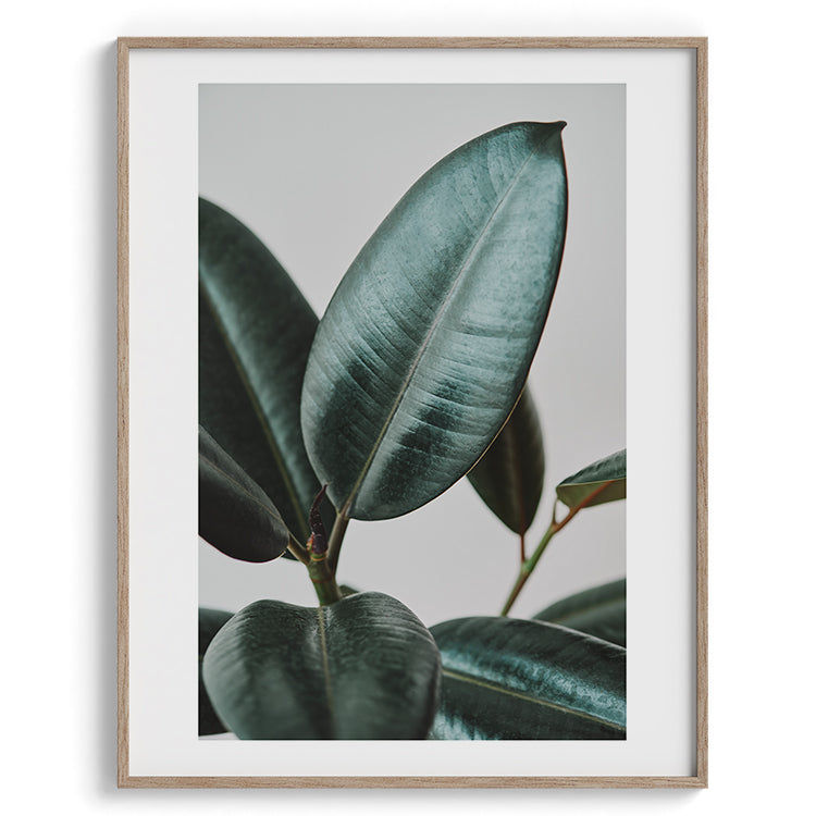 Minimal Rubber Plant Botanical Photo